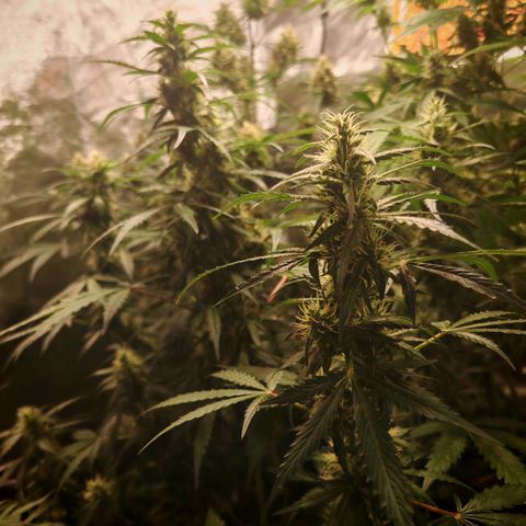 Lemon Pie Auto growlog timeline photo