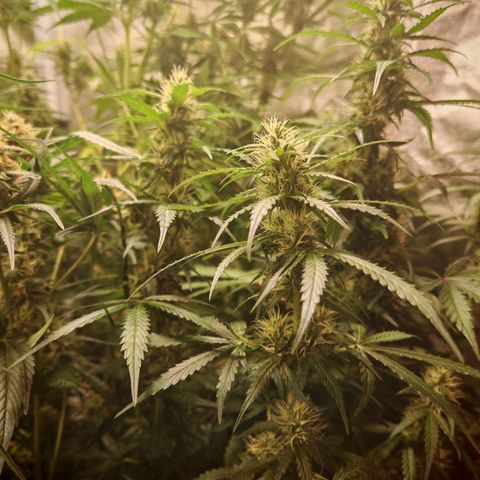 Lemon Pie Auto growlog timeline photo