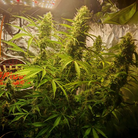 Lemon Pie Auto growlog timeline photo