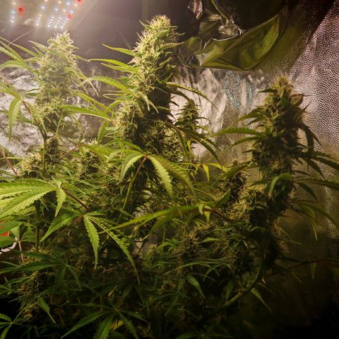 Lemon Pie Auto growlog timeline photo