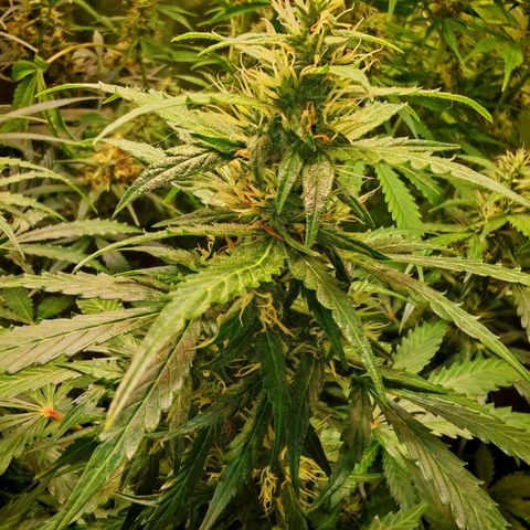 Lemon Pie Auto growlog timeline photo