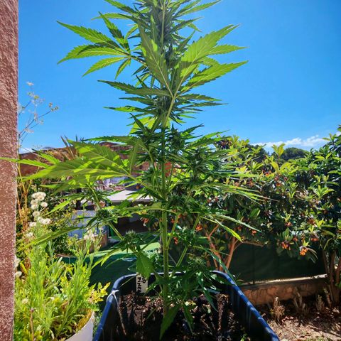Auto Gold Pineapple growlog timeline photo