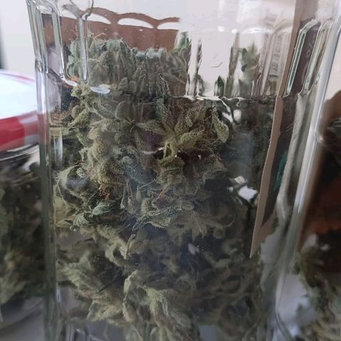 Apple Fritter Auto growlog timeline photo