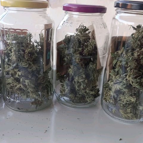 Apple Fritter Auto growlog timeline photo
