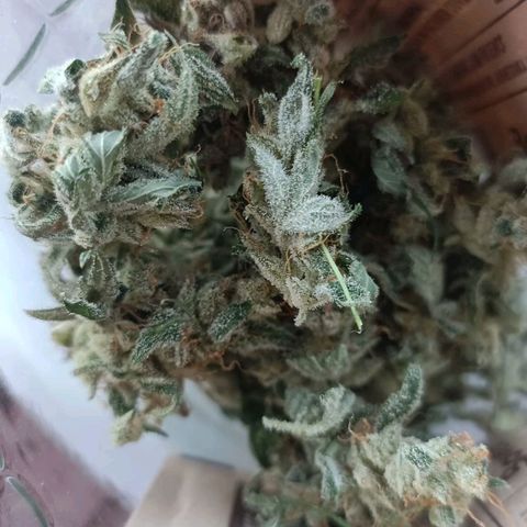 Apple Fritter Auto growlog timeline photo