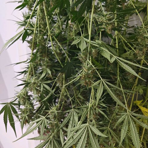 Lemon Pie Auto growlog timeline photo