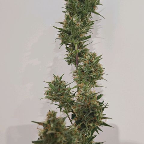 Lemon Pie Auto growlog timeline photo
