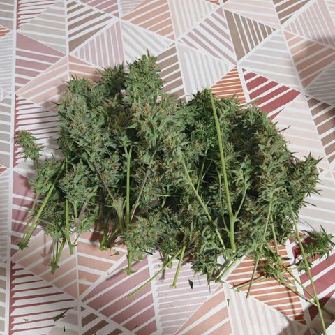 Lemon Pie Auto growlog timeline photo