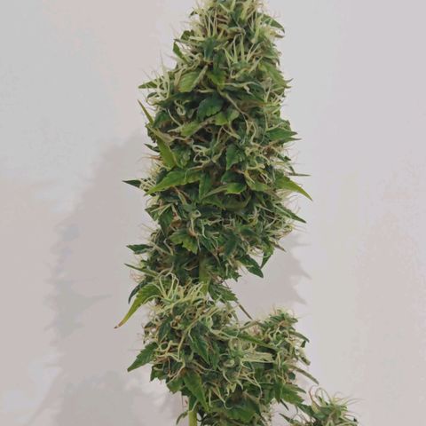 Lemon Pie Auto growlog timeline photo