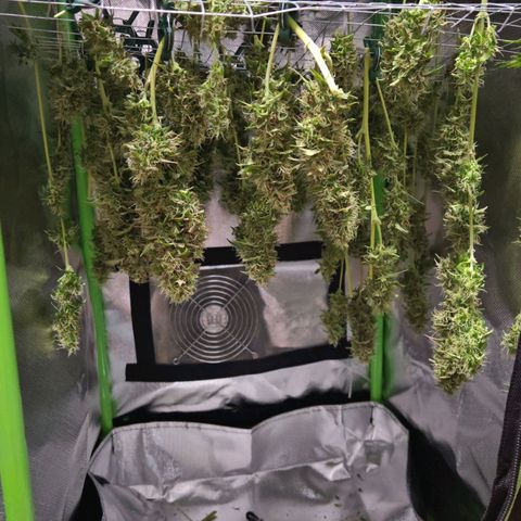 Lemon Pie Auto growlog timeline photo