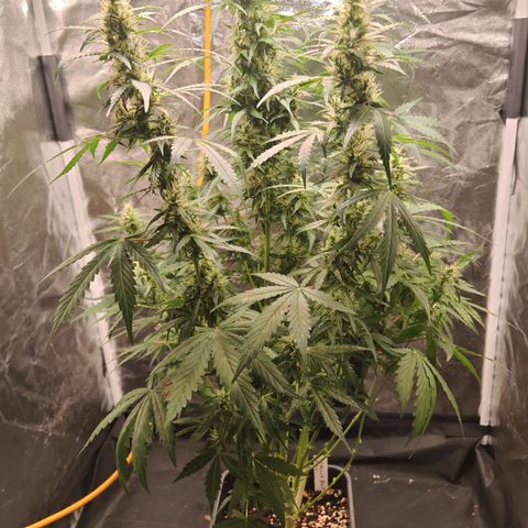 Gorilla Zkittlez Auto growlog timeline photo