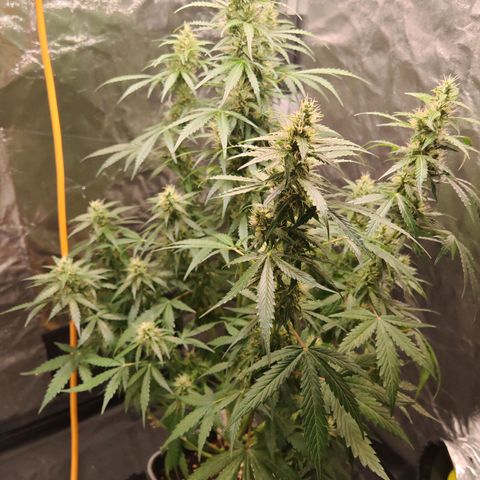 Gorilla Zkittlez Auto growlog timeline photo