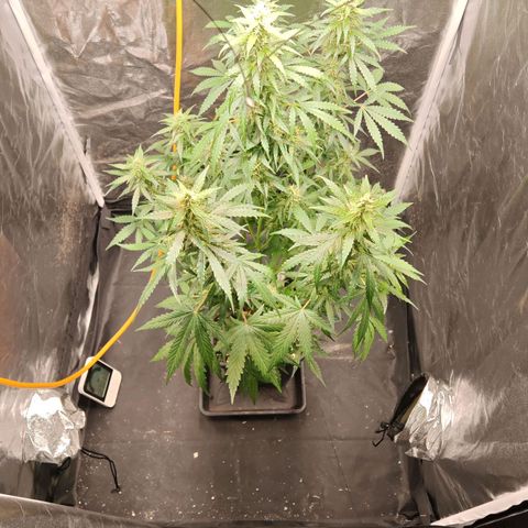 Gorilla Zkittlez Auto growlog timeline photo