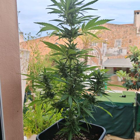 Auto Gold Pineapple growlog timeline photo