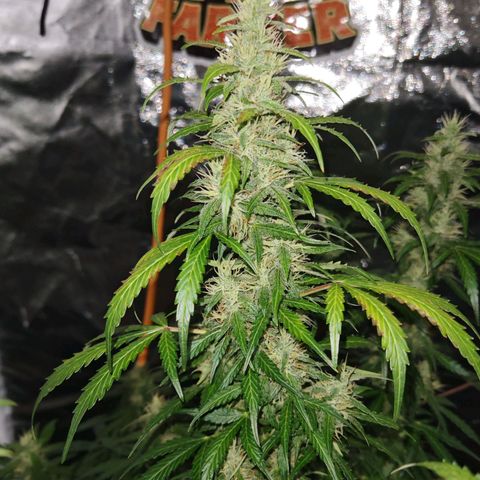Gorilla Zkittlez Auto growlog timeline photo