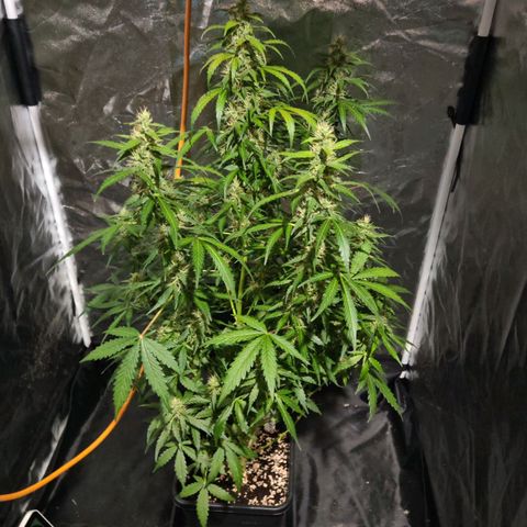 Gorilla Zkittlez Auto growlog timeline photo