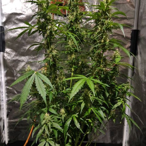 Gorilla Zkittlez Auto growlog timeline photo
