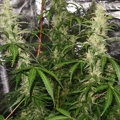 Gorilla Zkittlez Auto growlog timeline photo