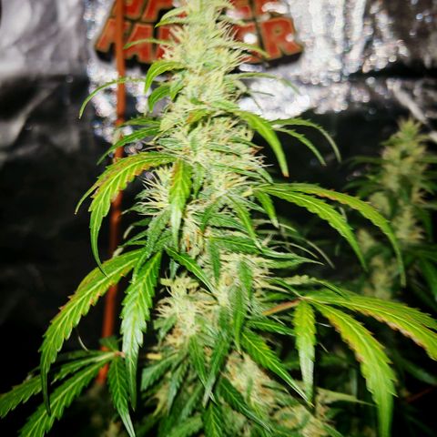 Gorilla Zkittlez Auto growlog timeline photo
