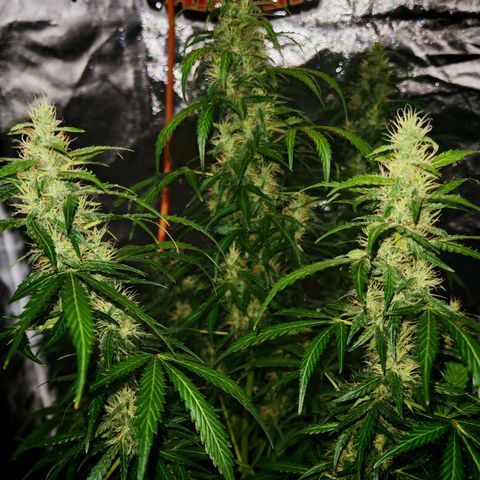 Gorilla Zkittlez Auto growlog timeline photo