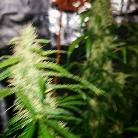 Gorilla Zkittlez Auto growlog timeline photo