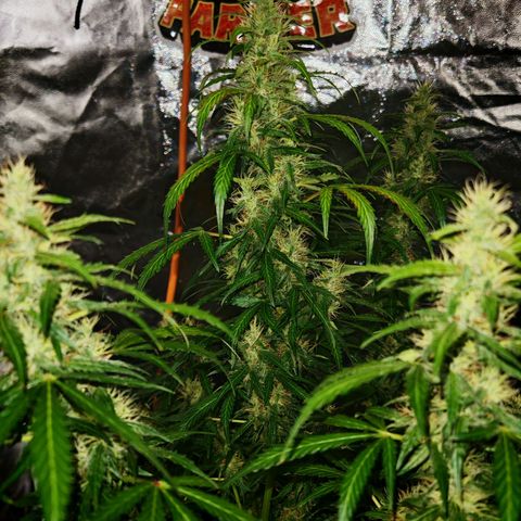 Gorilla Zkittlez Auto growlog timeline photo