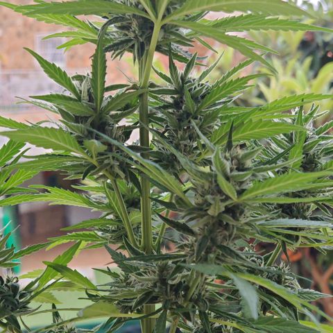 Auto Gold Pineapple growlog timeline photo
