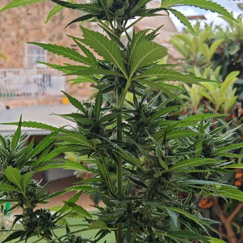 Auto Gold Pineapple growlog timeline photo