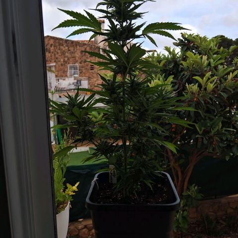 Auto Gold Pineapple growlog timeline photo
