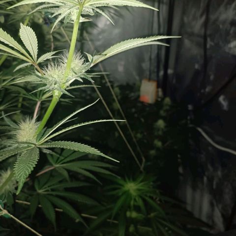 Cookies Gelato growlog timeline photo