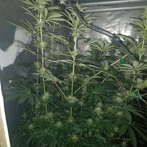 Cookies Gelato growlog timeline photo