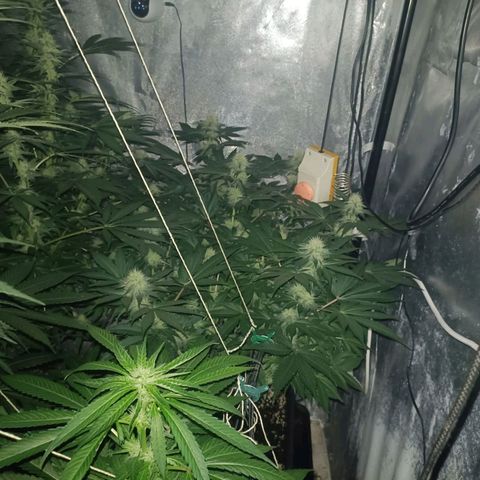 Critical growlog timeline photo