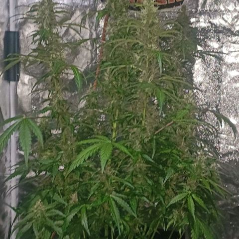 Gorilla Zkittlez Auto growlog timeline photo