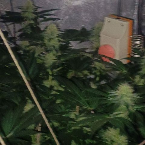 Special Queen #1 growlog timeline photo