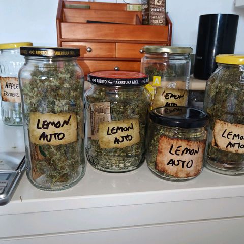 Lemon Pie Auto growlog timeline photo