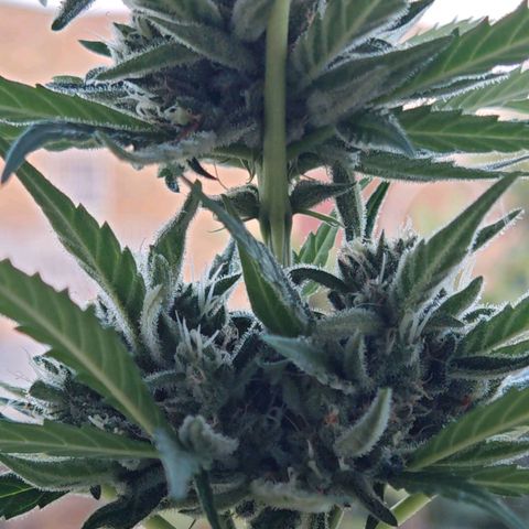 Auto Gold Pineapple growlog timeline photo