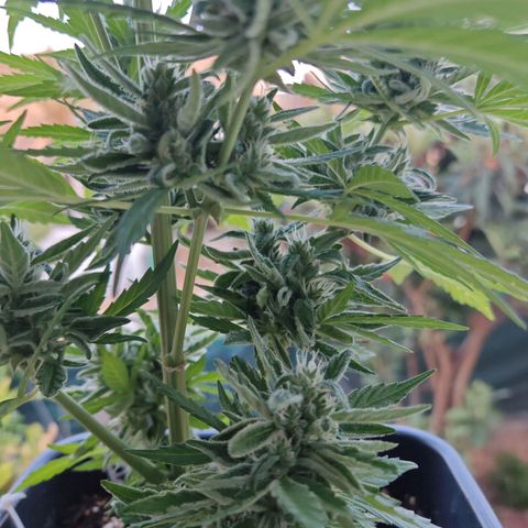Auto Gold Pineapple growlog timeline photo