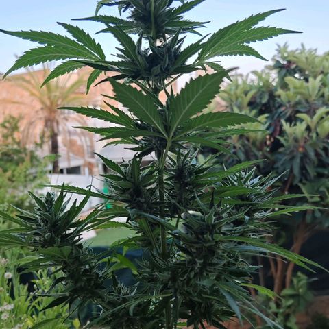 Auto Gold Pineapple growlog timeline photo