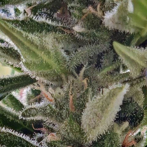 Auto Gold Pineapple growlog timeline photo