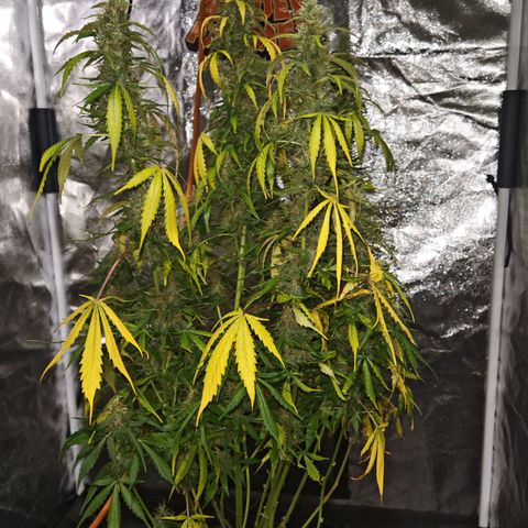 Gorilla Zkittlez Auto growlog timeline photo