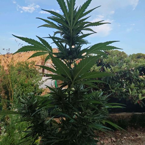 Auto Gold Pineapple growlog timeline photo