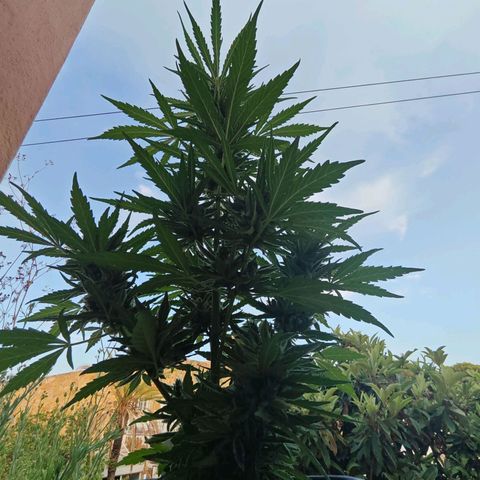 Auto Gold Pineapple growlog timeline photo