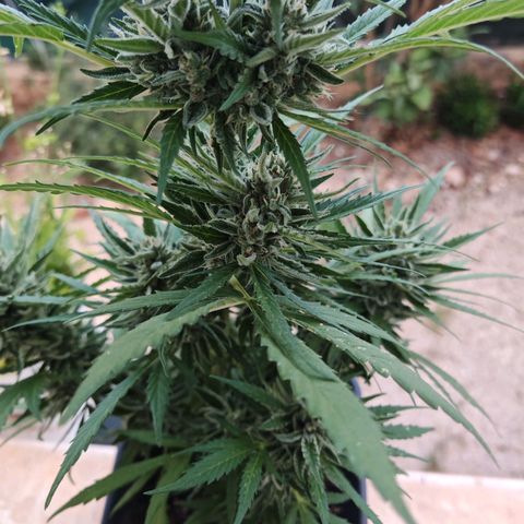 Auto Gold Pineapple growlog timeline photo