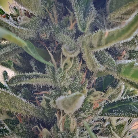 Auto Gold Pineapple growlog timeline photo
