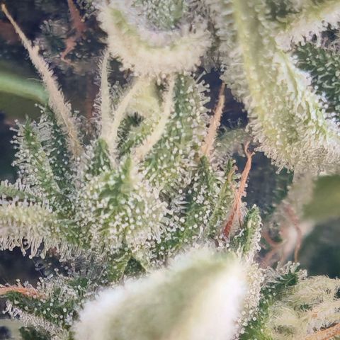 Auto Gold Pineapple growlog timeline photo
