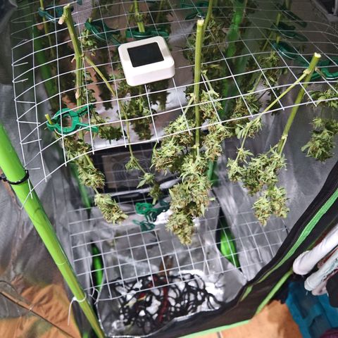 Gorilla Zkittlez Auto growlog timeline photo