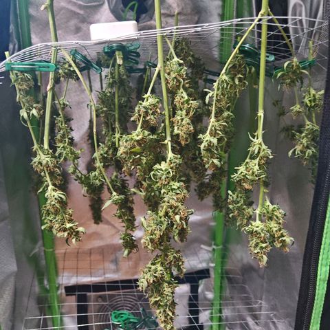 Gorilla Zkittlez Auto growlog timeline photo