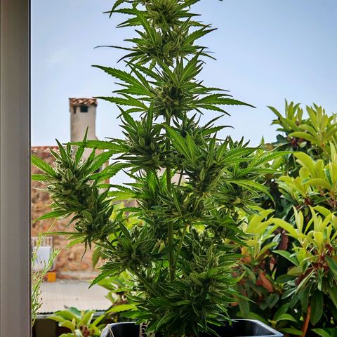 Auto Gold Pineapple growlog timeline photo