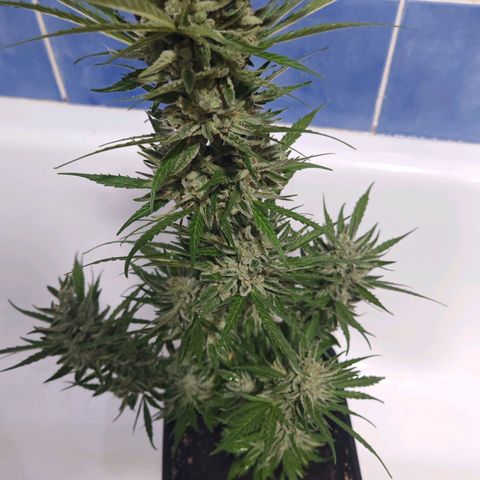 Auto Gold Pineapple growlog timeline photo