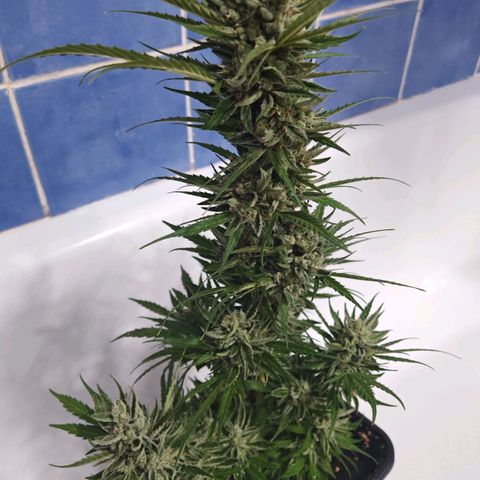 Auto Gold Pineapple growlog timeline photo